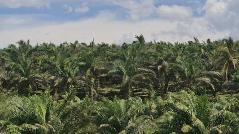 Selamatkan Hutan, Presiden Tertibkan Lahan Sawit dan Tambang via Satgas PKH