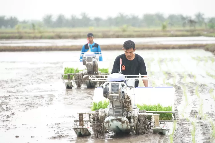 Tanpa Impor, Pemerintah Pastikan Swasembada Pangan Tercapai Sepanjang 2025