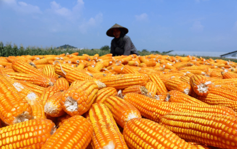 RI Capai Swasembada Beras, Selanjutnya Bidik Jagung Hingga Gula