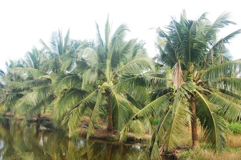 Hilirisasi Perkebunan Dorong Kemandirian Ekonomi Nasional