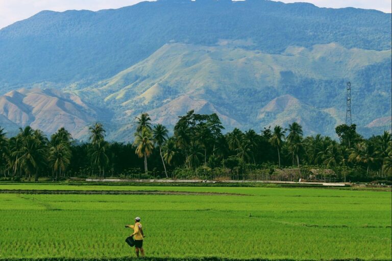 Dari Target 4 Tahun Jadi Realitas 1 Tahun: Swasembada Beras Jadi Bukti Keberhasilan Kebijakan Pangan