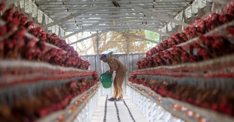 Swasembada Protein Dimulai, Pemerintah Garap Hilirisasi Ayam Terintegrasi