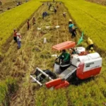 Teknologi Pertanian Berkelanjutan Dukung Penguatan Swasembada Pangan