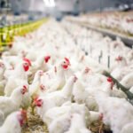 Hilirisasi Ayam sebagai Pilar Baru Ketahanan Pangan Indonesia