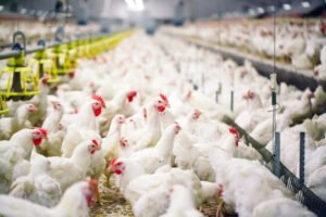 Hilirisasi Ayam sebagai Pilar Baru Ketahanan Pangan Indonesia