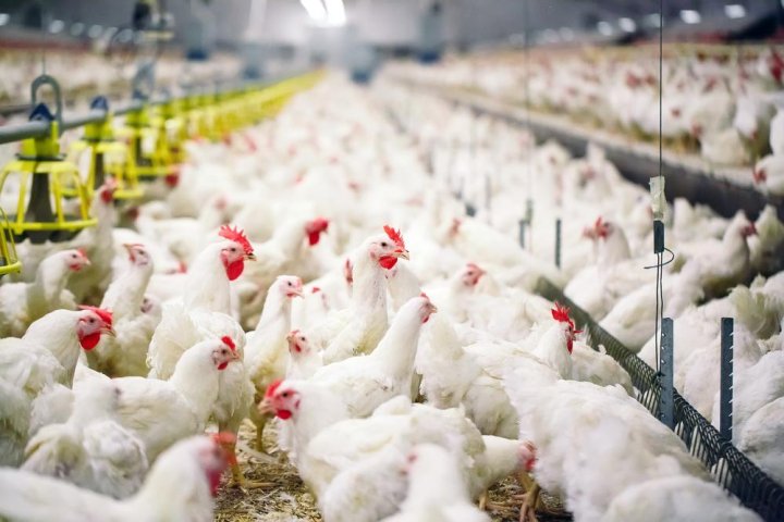 Hilirisasi Ayam sebagai Pilar Baru Ketahanan Pangan Indonesia