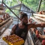 Masyarakat Papua Rasakan Dampak Bantuan Pemerintah untuk Usaha Mandiri