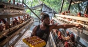 Masyarakat Papua Rasakan Dampak Bantuan Pemerintah untuk Usaha Mandiri