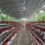 Ketahanan Pangan Diperkuat melalui Proyek Hilirisasi Ayam Terintegrasi Nasional