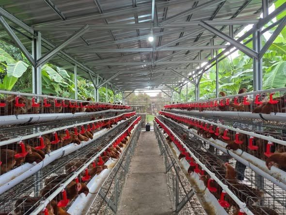 Ketahanan Pangan Diperkuat melalui Proyek Hilirisasi Ayam Terintegrasi Nasional