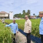 Swasembada Pangan Berkelanjutan dan Bukti Produktivitas Petani Indonesia