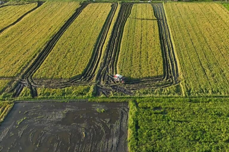 Cetak Sawah Papua Perkuat Ketahanan Pangan dan Buka Harapan Baru bagi Generasi Papua