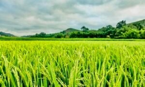 Sawah Terlindungi, Gudang Siap, Distribusi Lancar: Arah Baru Ketahanan Pangan