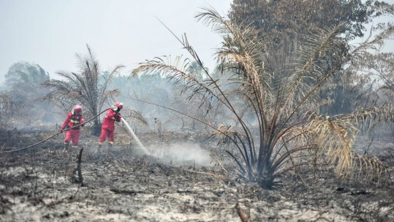 Negara Hadir Melawan Karhutla Lewat Sanksi dan Pidana Tegas