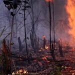 Izin Perusahaan Dibekukan, Pemerintah Tegas Tangani Kasus Karhutla