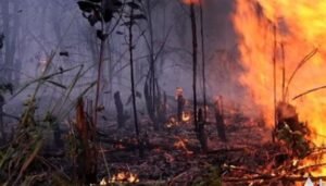 Izin Perusahaan Dibekukan, Pemerintah Tegas Tangani Kasus Karhutla