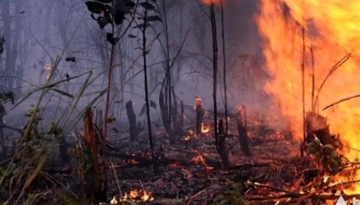 Izin Perusahaan Dibekukan, Pemerintah Tegas Tangani Kasus Karhutla