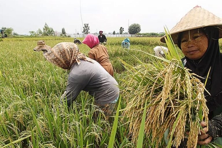 Asuransi Gagal Panen Lindungi Petani, Jaga Pasokan Pangan