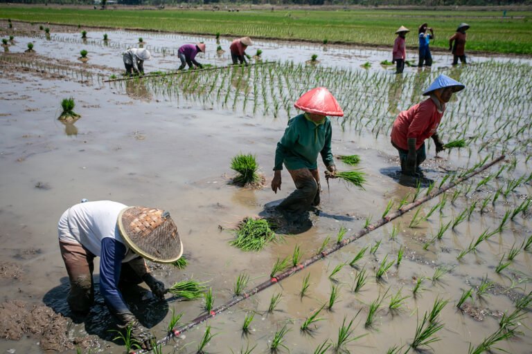 Pemerintah Perluas Dukungan Benih Padi Berkualitas untuk Dongkrak Hasil Panen