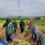 Jaga Produksi Pangan, Pemerintah Perkuat Asuransi bagi Petani