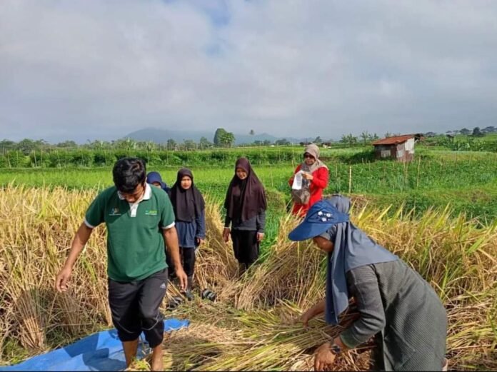 Jaga Produksi Pangan, Pemerintah Perkuat Asuransi bagi Petani