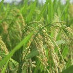 Subsidi Benih Padi Jadi Upaya Pemerintah Tingkatkan Produktivitas dan Ketahanan Pangan