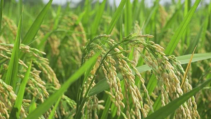 Subsidi Benih Padi Jadi Upaya Pemerintah Tingkatkan Produktivitas dan Ketahanan Pangan