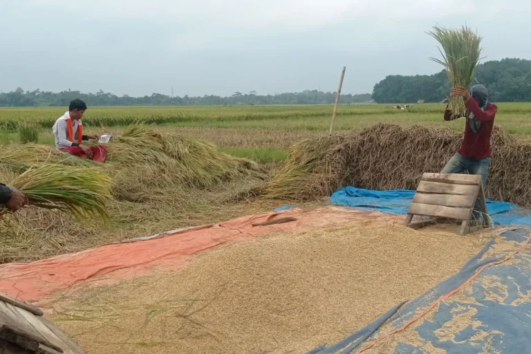 Harga Gabah Dijaga, Petani Makin Kuat Topang Pangan