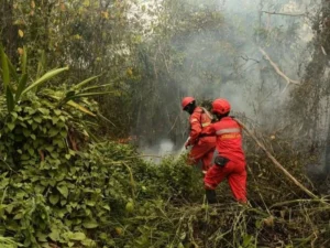 Penanganan Karhutla Tetap Tegas sebelum Api Kembali Meluas